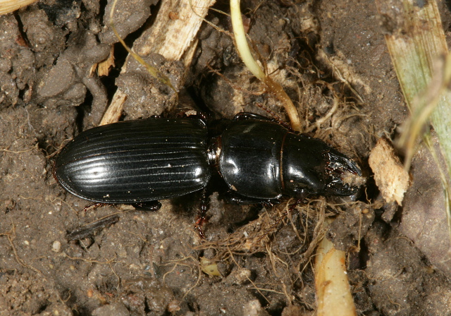 Scarites sp. Carabidae