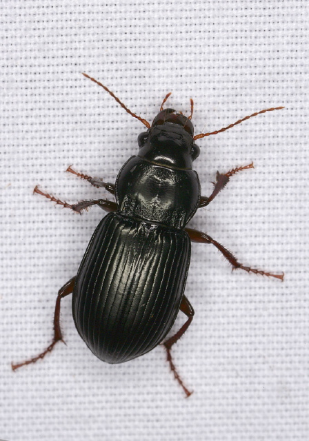 Amara (Curtonotus) aulica Carabidae