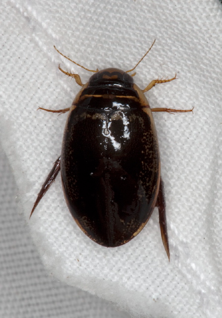 Thermonectus basillaris Dytiscidae