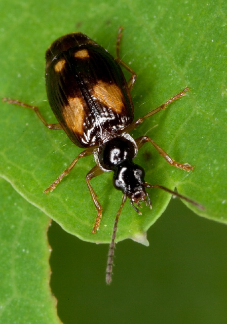 Lebia ornata Carabidae