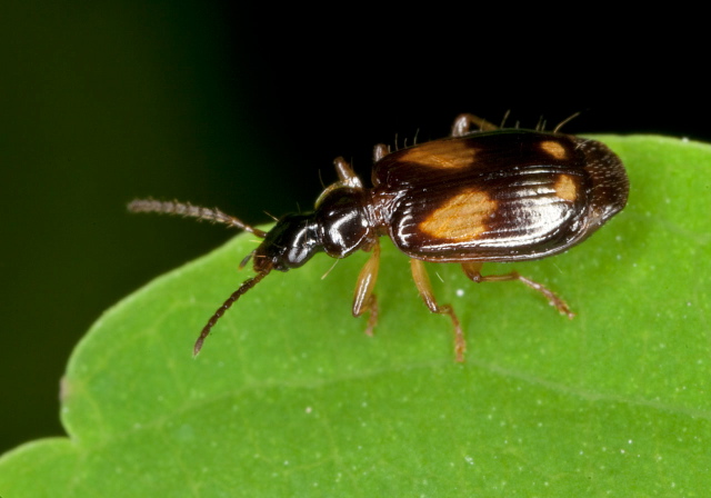 Lebia ornata Carabidae