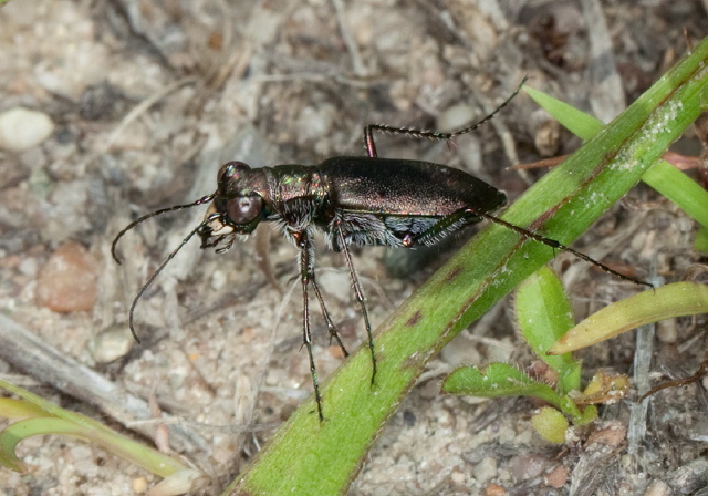 Cicindela punctulata Carabidae