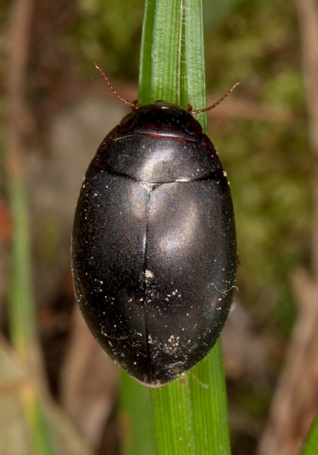 Ilybius sp. Dytiscidae