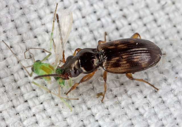 Bembidion (Furcacampa)versicolor Carabidae