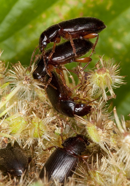 Ophonus puncticeps Carabidae