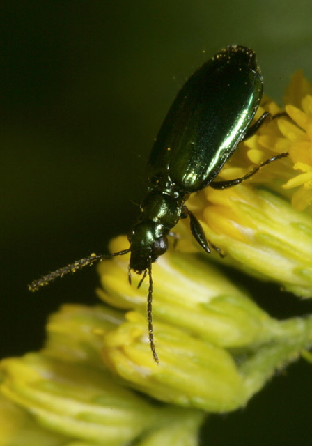 Lebia viridis Carabidae