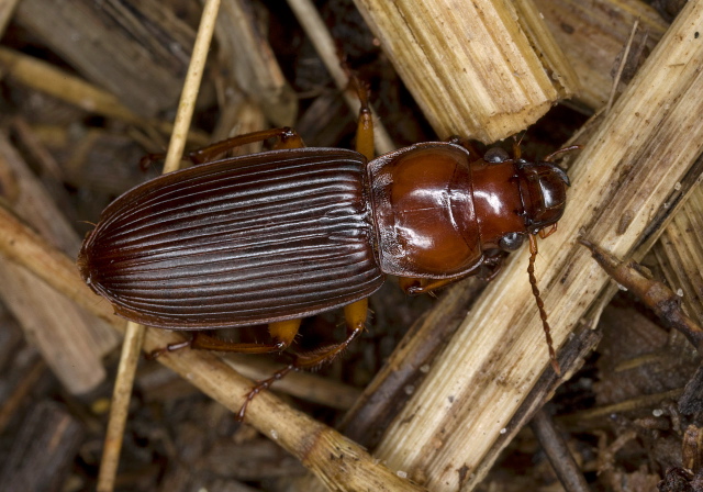 Harpalus (Plectralidusa) eraticus Carabidae