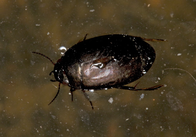 Ilybiosoma sp. Dytiscidae