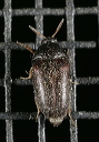 beetle8637