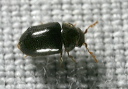 beetle_9503