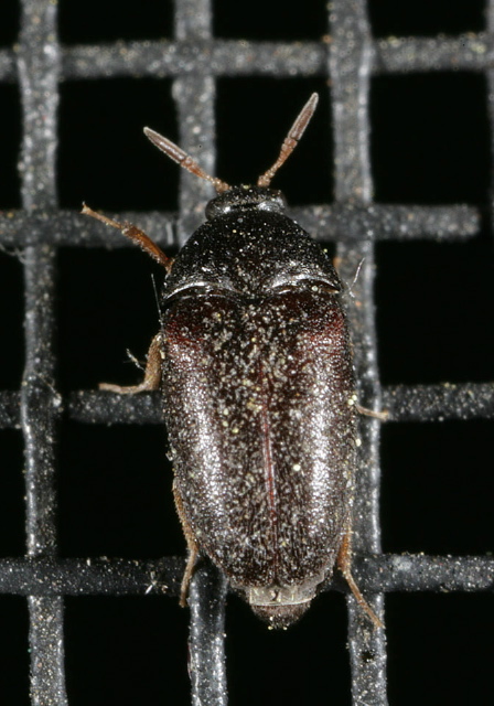 Attagenus brunneus Dermestidae