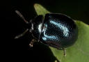 beetle_2373