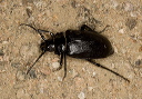 beetle_2551