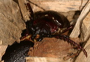 broad-necked_root_borer720