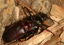 broad-necked_root_borer723