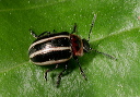 leaf_beetle4442