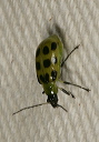 spotted_cucumber_beetle1989
