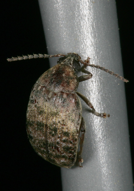 Amblycerus robiniae Chrysomelidae