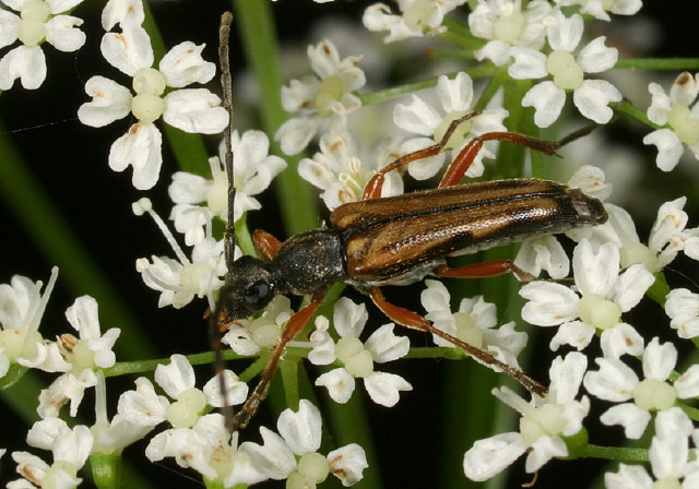 Analeptura lineola Cerambycidae