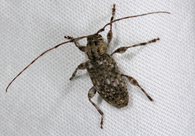 Astylopsis sexguttata Cerambycidae