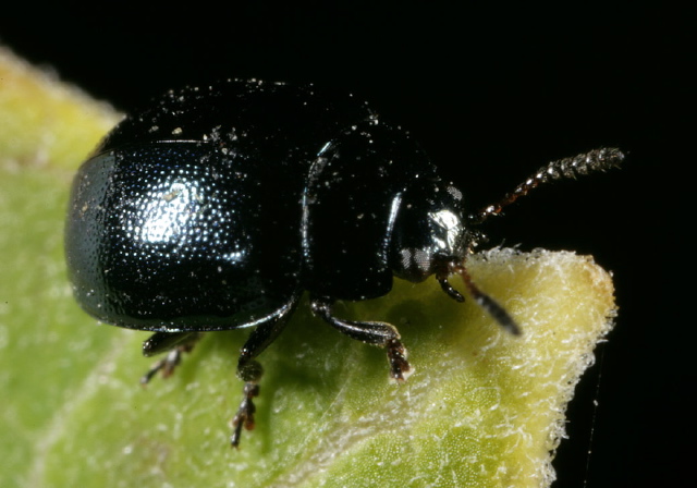 Plagiodera versicolora Chrysomelidae