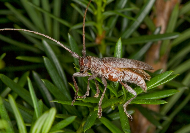 Goes pulverulentis Cerambycidae