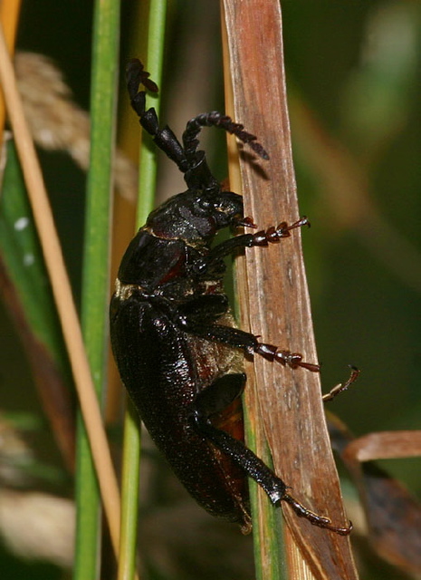 Prionus laticollis Cerambycidae