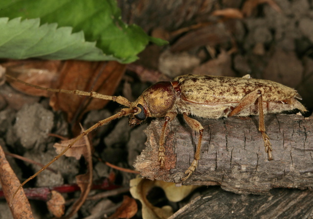 Enaphalodes rufulus Cerambycidae