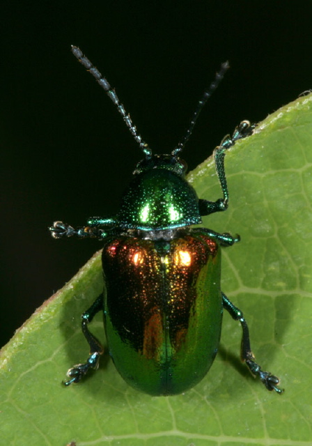 Chrysochus auratus Chrysomelidae