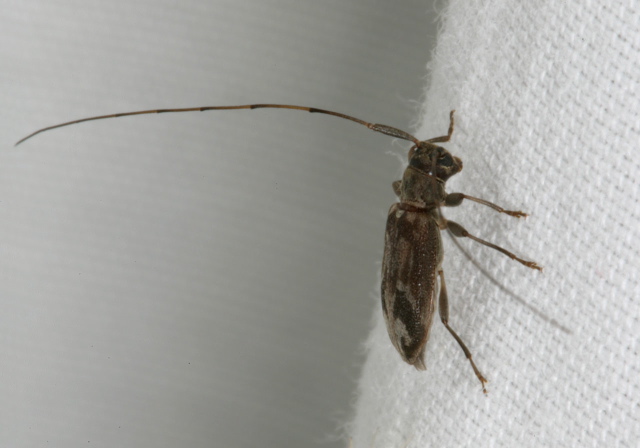 Urgleptes signatus Cerambycidae