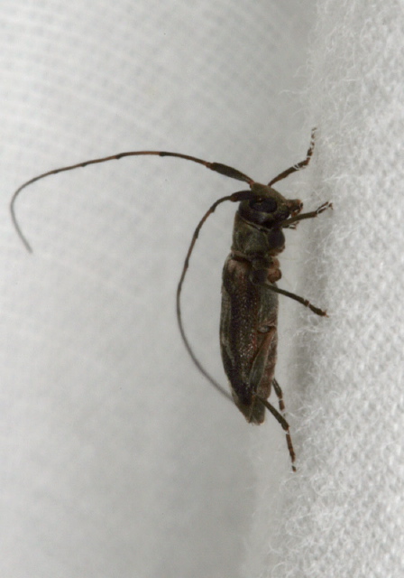 Urgleptes signatus Cerambycidae