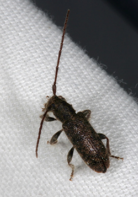 Eupogonius pauper Cerambycidae