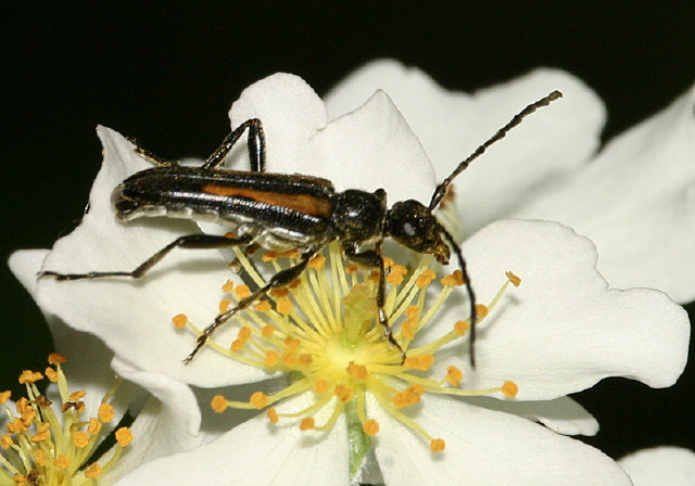Strangalepta abbreviata Cerambycidae