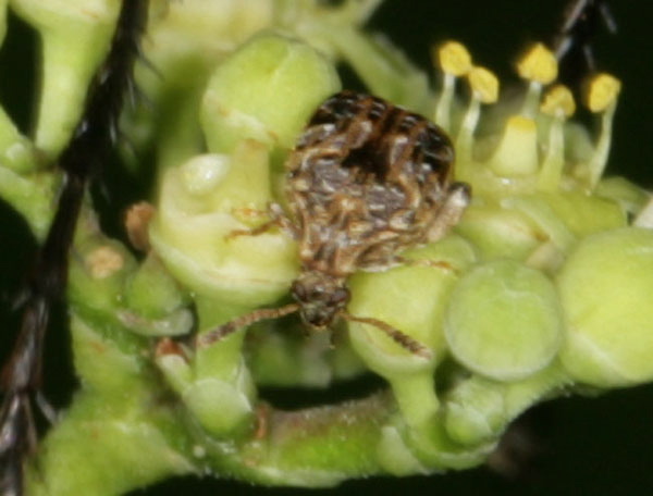 Gibbobruchus mimus Chrysomelidae