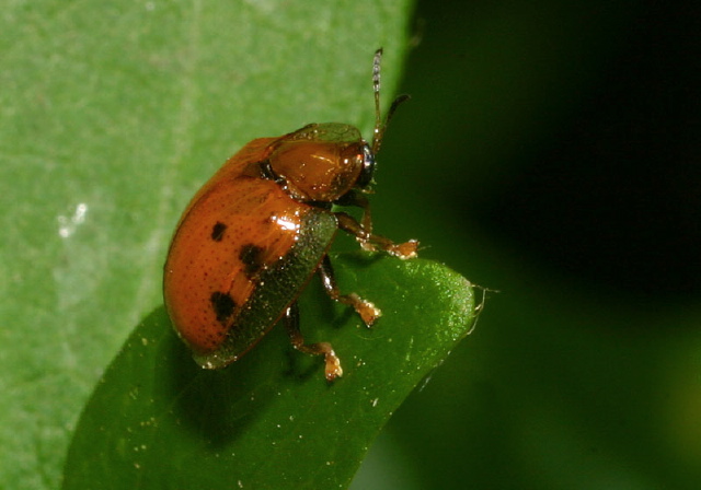 Charidotella sexpunctata Chrysomelidae