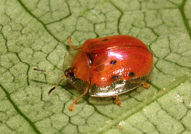 Charidotella sexpunctata Chrysomelidae