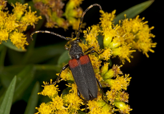 Stictoleptura canadensis Cerambycidae