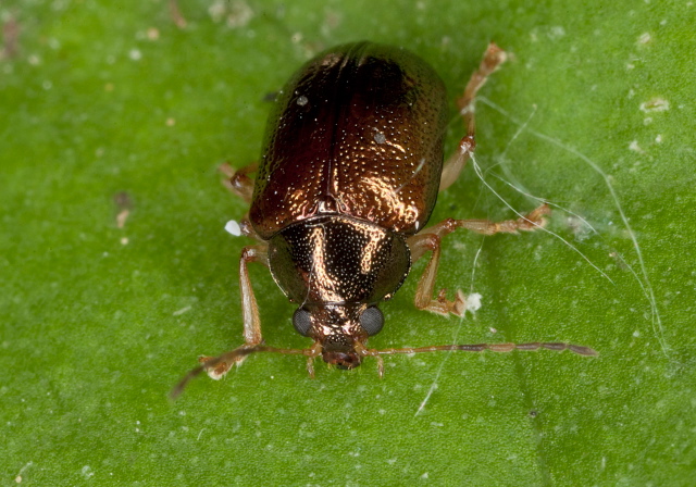 Rhabdopterus praetexus? Chrysomelidae