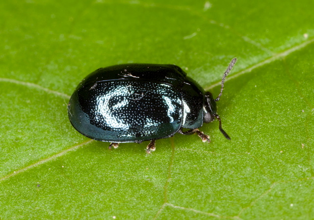 Plagiodera versicolora Chrysomelidae
