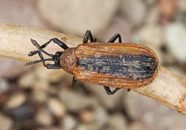 Odontota dorsalis Chrysomelidae