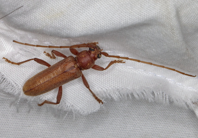 Hesperophanes pubescens Cerambycidae