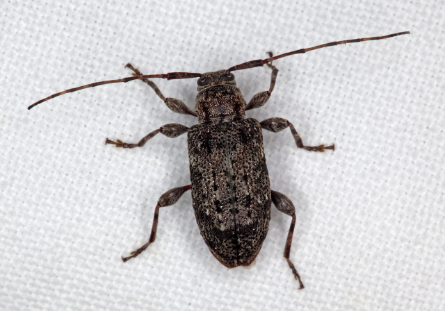 Astylopsis sexguttata Cerambycidae