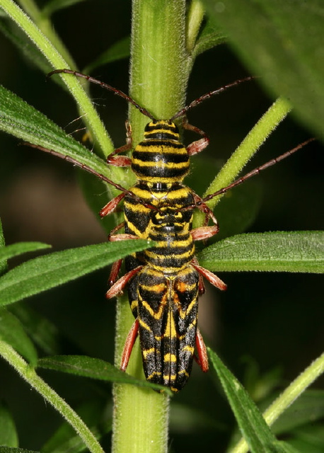 Megacyllene robiniae Cerambycidae