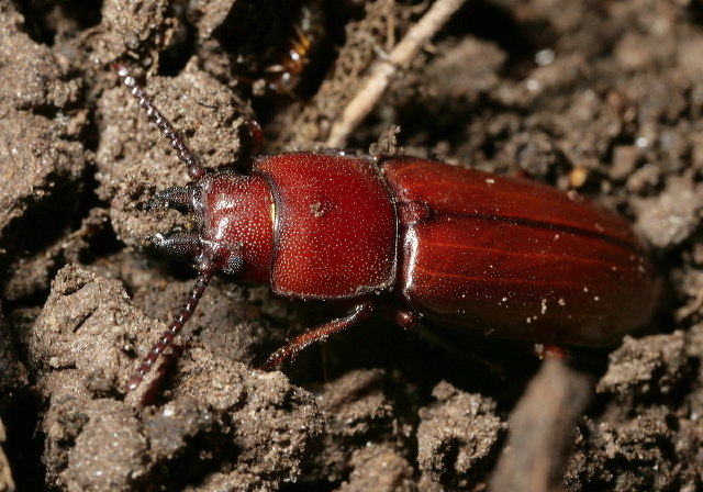 Neandra brunnea Cerambycidae