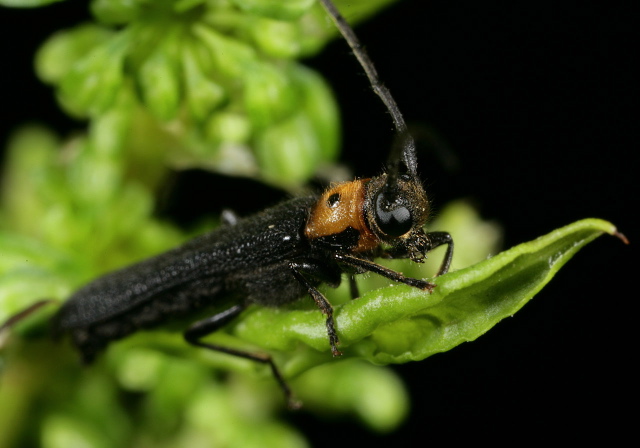 Oberea perspicillata Cerambycidae