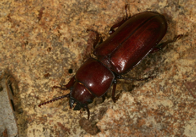 Neandra brunnea Cerambycidae