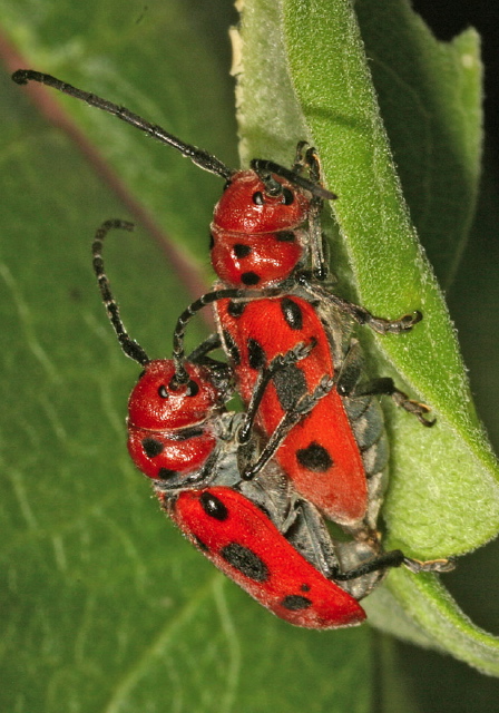 Tetraopes tetrophthalmus Cerambycidae