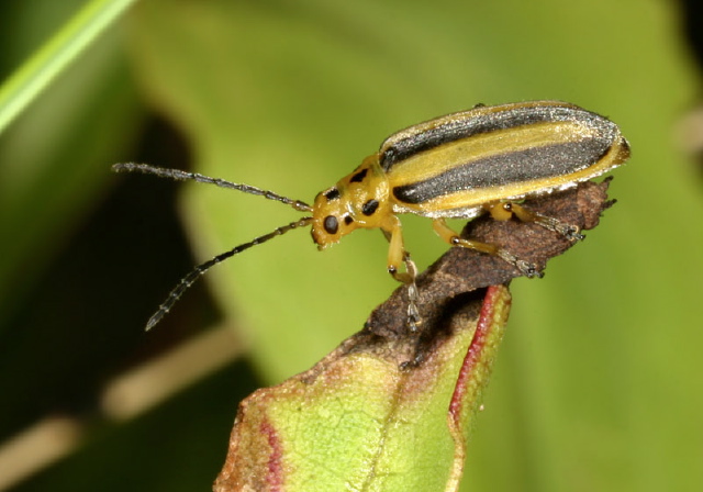Trirhabda canadensis Chrysomelidae