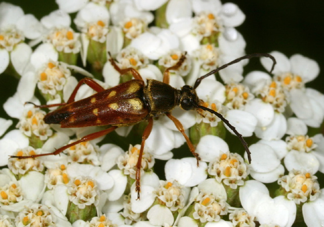 Typocerus velutinus Cerambycidae