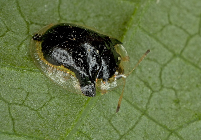 Deloyala guttata Chrysomelidae